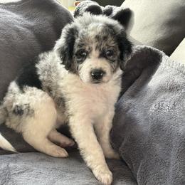 Aussiedoodle Puppies from Vali Girl Aussiedoodles