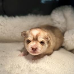 Girl 1 - Red and white female Pomsky puppy in Michigan from Blue Water Pomskies