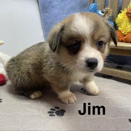 Jim - Sable male Pembroke Welsh Corgi puppy in Apison, Tennessee from Ashmore Corgis