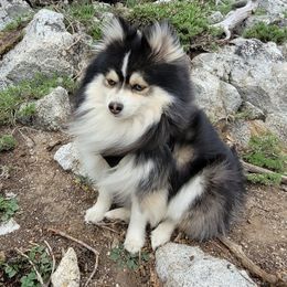 Tucker - Pomsky