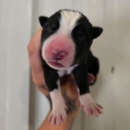G2 - Black and white female Siberian Husky puppy in Addison, Michigan from Gray Run Siberian Huskies