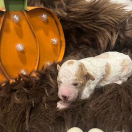 Maple - Parti female Goldendoodle puppy in Etna, California from SRS Goldendoodles