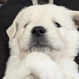 Golden Retrievers from Foxwater Farm