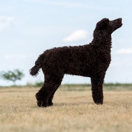 Goldendoodle and Sheepadoodle Puppies from Major League Doodles