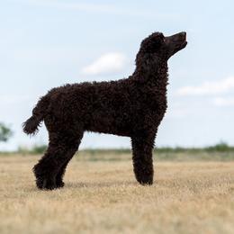 Goldendoodle and Sheepadoodle Puppies from Major League Doodles
