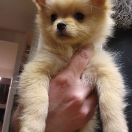 Pomeranian Puppies from Fire Dove Pom