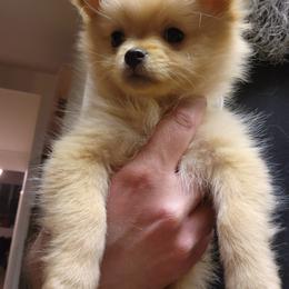 Pomeranian Puppies from Fire Dove Pom