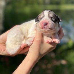 Bruce - White and gray male Great Pyrenees puppy in Sarasota, Florida from Sunquest Great Pyrenees