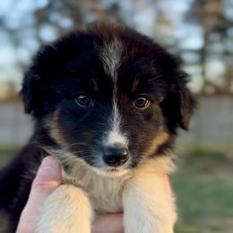 Odin - Boy 4 - Black & white male Miniature Australian Shepherd puppy in Murfreesboro, Tennessee from Norby's Mini Aussies