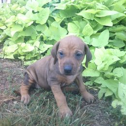 Anna - Rd whtn blk nose female Rhodesian Ridgeback puppy in Carney, Oklahoma from River Run Parson Russell terriers & River Run Ridgebacks