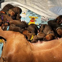 2 - Rd whtn blk nose male Rhodesian Ridgeback puppy in Carver, Massachusetts from Adwera Rhodesian Ridgebacks