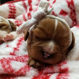 Cavalier King Charles Spaniel Puppies from Heritage Garden Cavaliers