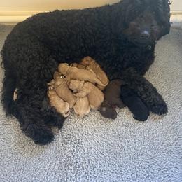 Goldendoodle Puppies from Dream Lake Doodles