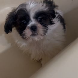 Dahlias - Brindle and white Shih Tzu puppy in Lakewood, Ohio from Purelyshihtzupups