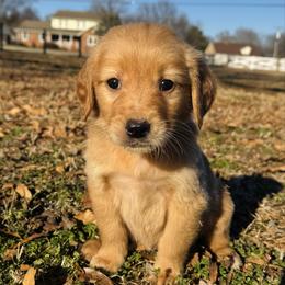 Green - Dark golden male Golden Retriever puppy in Harrisburg, North Carolina from Bunn Ranch Goldens & Bernese