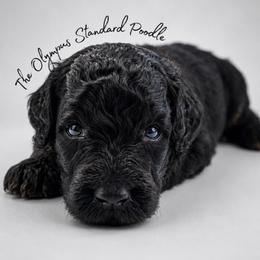 Caspian - Phantom male Poodle puppy in Spring Hills, Florida from The Olympus Standard Poodle
