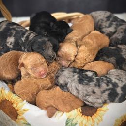 Bernedoodle, Goldendoodle, Golden Retriever, Irish Doodle, and Poodle Puppies from Red String Farmstead