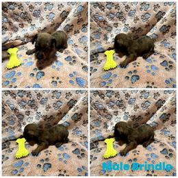 Red boy - Brindle male Dachshund puppy in Georgia from Wolf Rivers Kennels