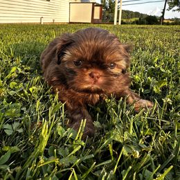 Girl 1 - female Shih Tzu puppy in Scottdale, Pennsylvania from Nancy’s Majestic Shih Tzus