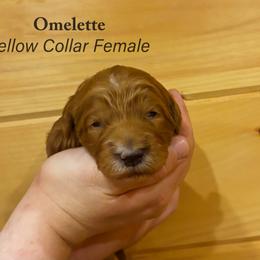 Omelette - Red  female Goldendoodle puppy in Shushan, New York from Barnwood Doodles