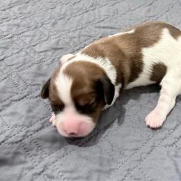Molly - Chocolate female Cavapoo puppy in Nevada, Missouri from Backroad Fur Babies