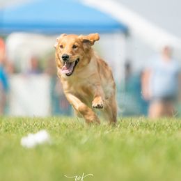 Valentine - Golden Retriever