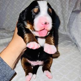 Bernese Mountain Dog Puppies from J & J Meadows