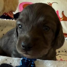 Daytona - Gray (blue) and tan male Dachshund puppy in Homedale, Idaho from Jeff & Joette