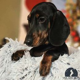 Artemis - Black and tan Dachshund puppy in East Greenbush, New York from Polaris Pups
