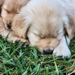 Golden Retriever Puppies from Sugarloaf Golden Retrievers (Formerly Vixena Golden Retrievers)