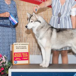 Siberian Huskies from Howling Winds Siberians