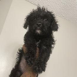 Princess - Yorkipoo