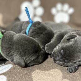 Dilute Retriever puppies from Irby Acres Labs