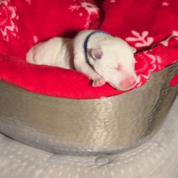 Almond - White male Siberian Husky puppy in Peoria, Arizona from Snowy Siberians