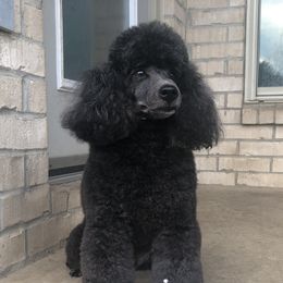 Dachshund and Poodle Puppies from Arkansas Standard Poodles & Dachshunds