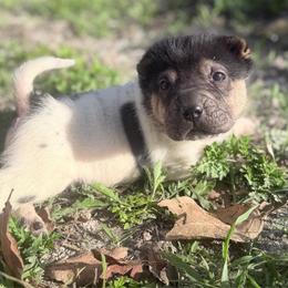 Peppermint - Black male Chinese Shar-Pei puppy in Lehigh Acres, Florida from Florida Wrinkles