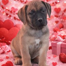 Noelle - Red female Boerboel puppy in Delta, Colorado from SATA Kennels