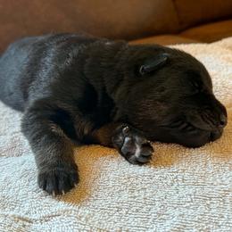 Aiko - Bi-color male German Shepherd puppy in Pittsburg, New Hampshire from Vom Grenze Stadt German Shepherd Dogs