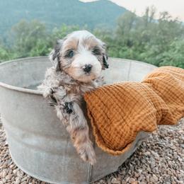 Clover - female Australian Mountain Doodle puppy in Tryon, North Carolina from Melrose Mountain Farm