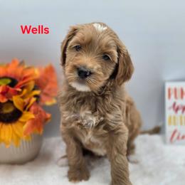 Wells - Apricot male Goldendoodle puppy in Summerville, South Carolina from Channys Doodles