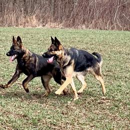 German Shepherd All Grown Up from TNT Pups