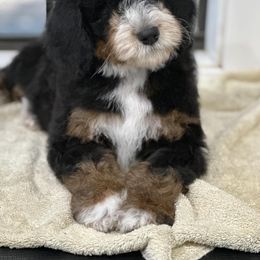 Bernedoodle All Grown Up from Little Fur Friends Bernedoodles