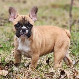 Fiona - French Bulldog