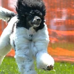 Maize - Poodle