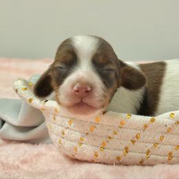 Mirabelle - Piebald female Dachshund puppy in Lakeland, Florida from Elite Doxies Florida