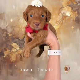 Dawn - Apricot female Goldendoodle puppy in Canton, Georgia from Teddy Puppies