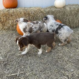 Miniature Australian Shepherd Puppies from Wild Outlaw Aussies
