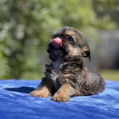 Poodle, Shihpoo, Shih Tzu, and Shorkie Puppies from Oodles of Poodles & Doodles