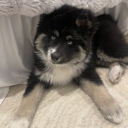 Pomsky Puppies from PomskyParadise