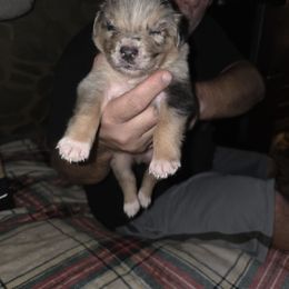 Boy 1 - Blue merle male Australian Shepherd puppy in Fairmont, West Virginia from Country Roads Australian Shepherds